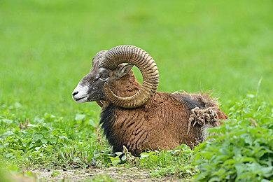 不用等六年？《空洞骑士：丝之歌》在韩国获得评级