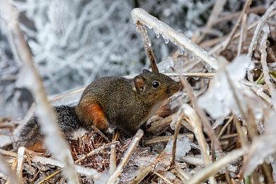 新增大量内容！ 《歧路旅人0》承诺将有100小时剧情