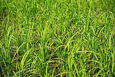 吉田直树大爱《暗黑破坏神》：我甚至想自己做一个