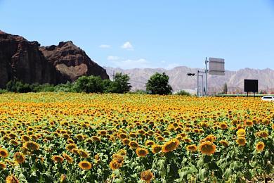 《刺客信条：影》创意总监称弥助挨骂在预料之中